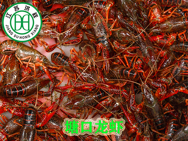 塘口龍蝦